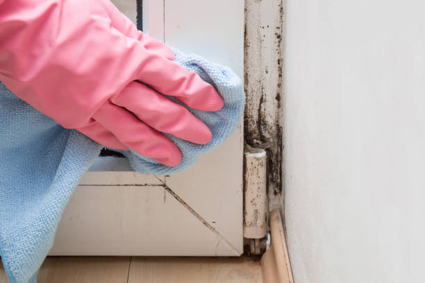 Best Biohazard Mold Removal  in USA